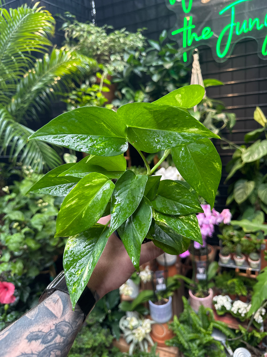 Epipremnum Aureum (Golden Pothos)