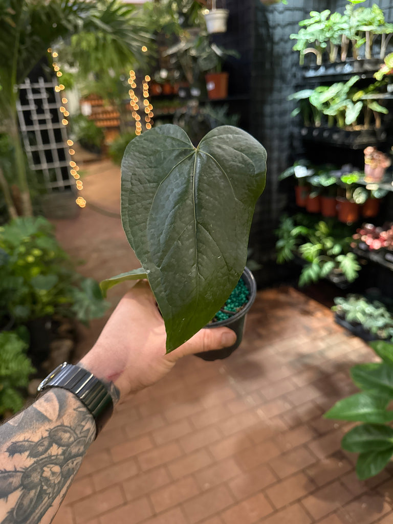 queen anthurium care Anthurium 'Queen of Hearts'