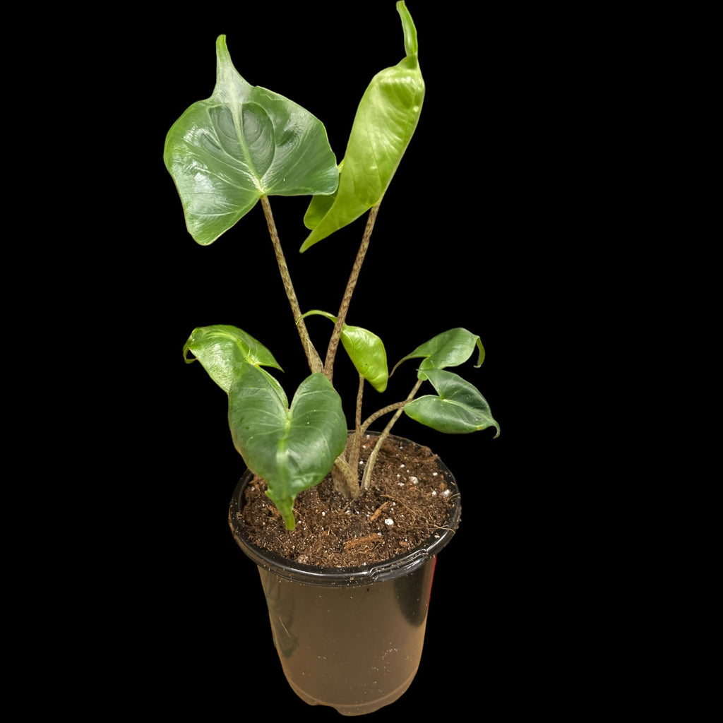 Alocasia Stingray – Jordan's Jungle