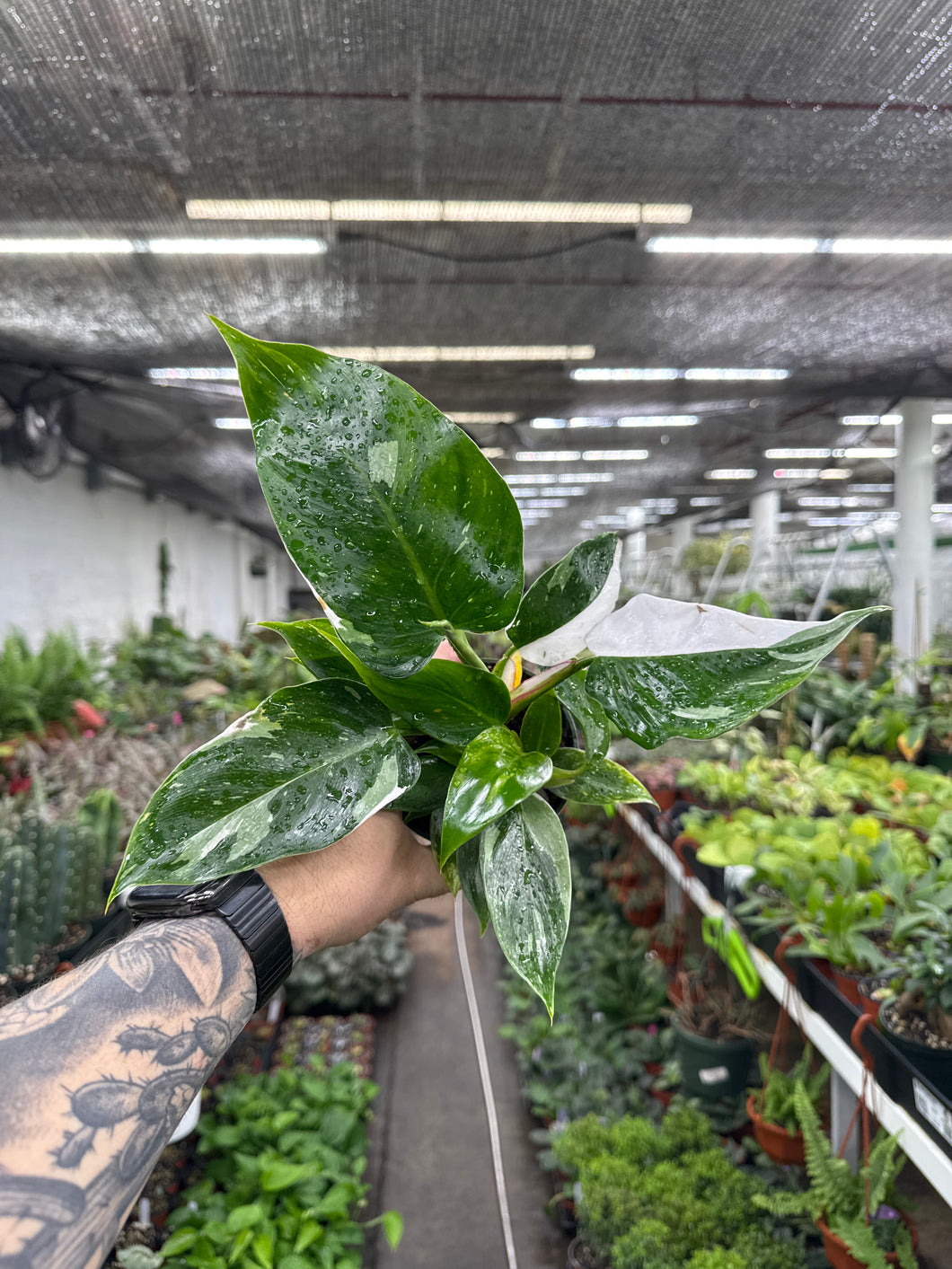 Philodendron White Princess