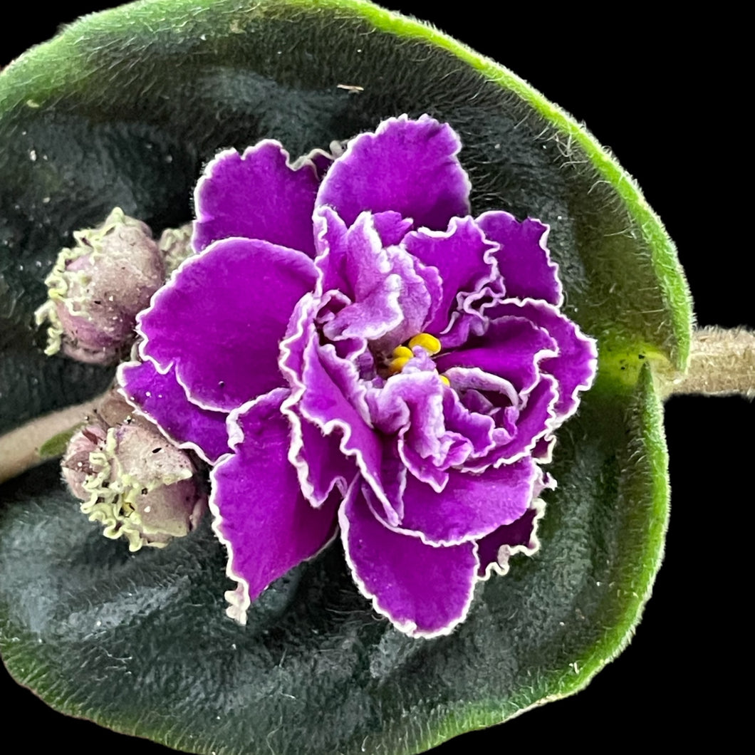 African Violet 'Sun Sizzle'