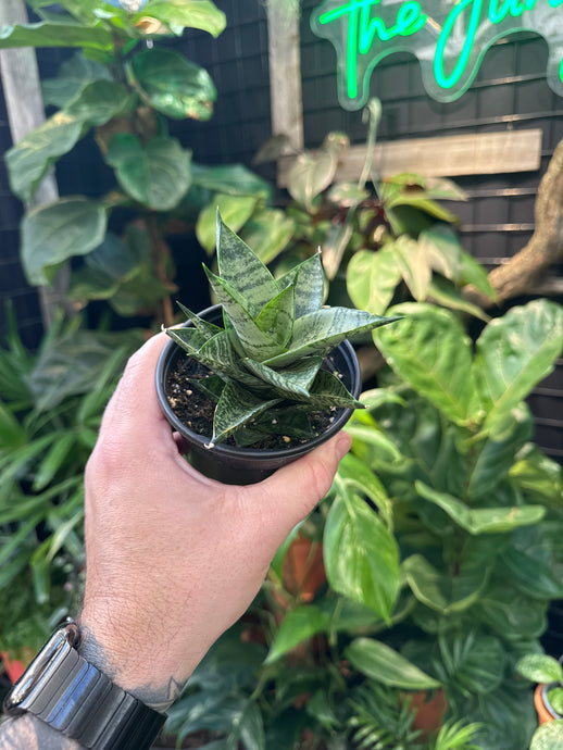 Sansevieria 'Pagoda' Dark Form