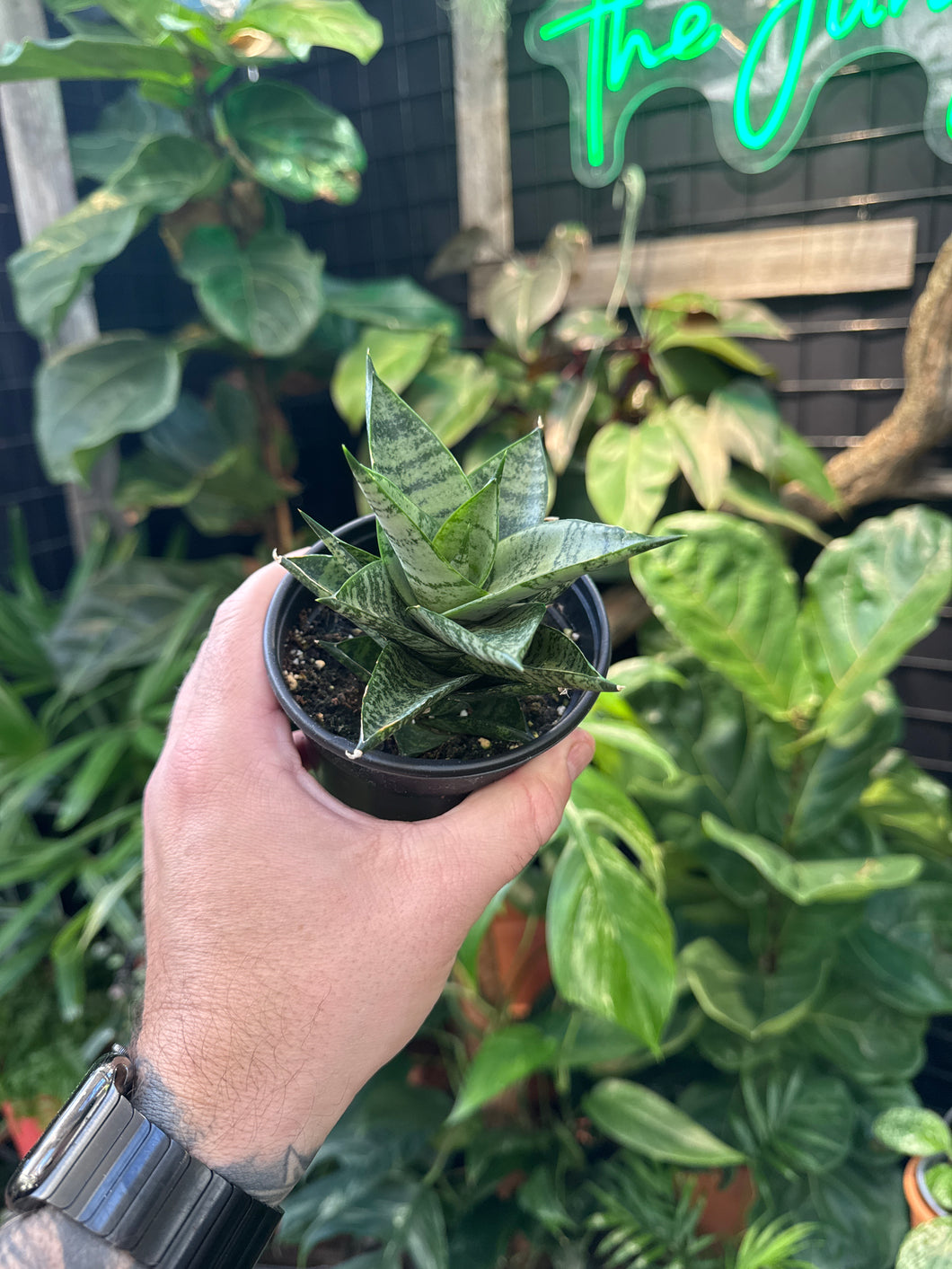 Sansevieria 'Pagoda' Dark Form
