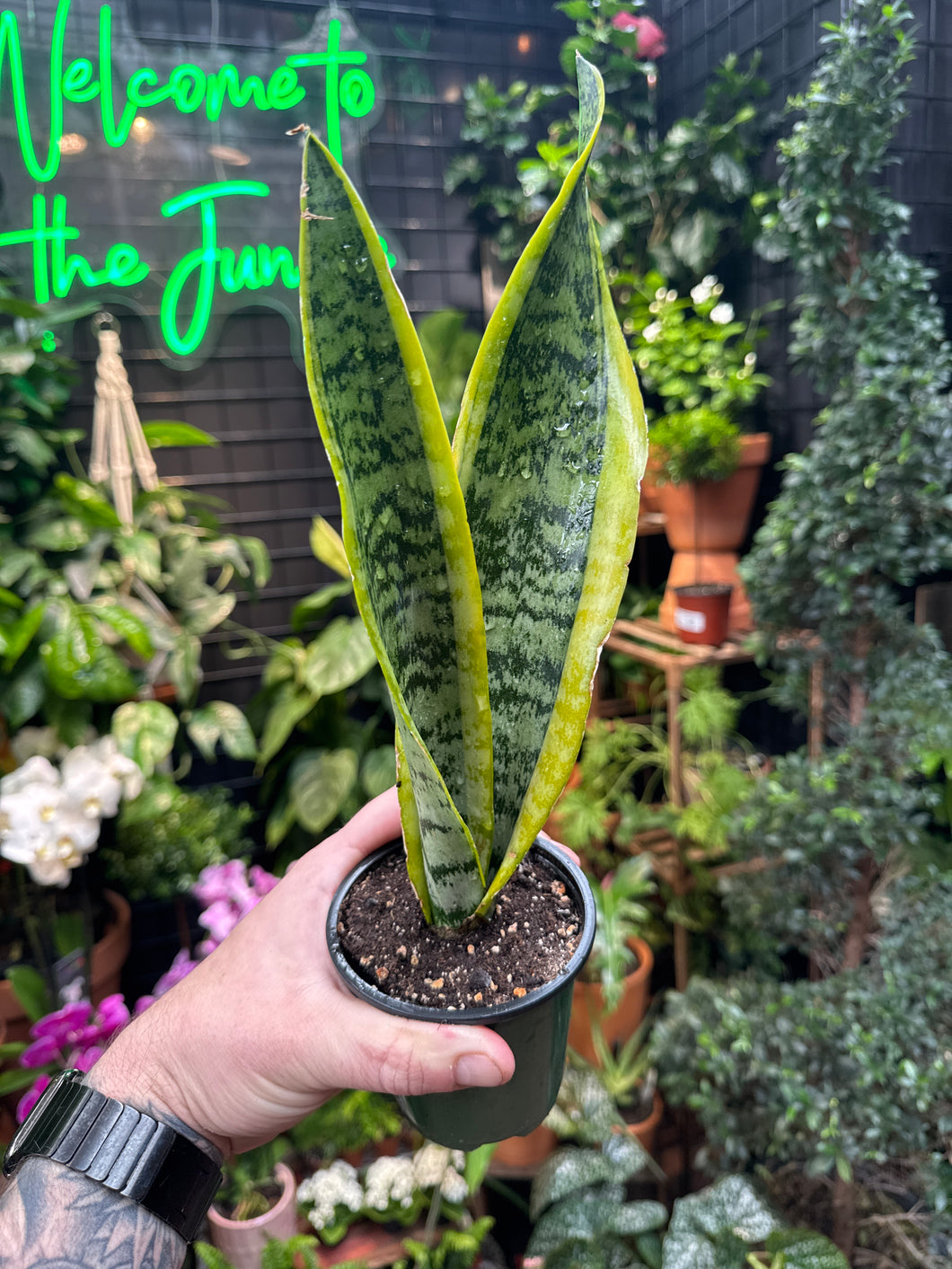 Sansevieria Laurentii