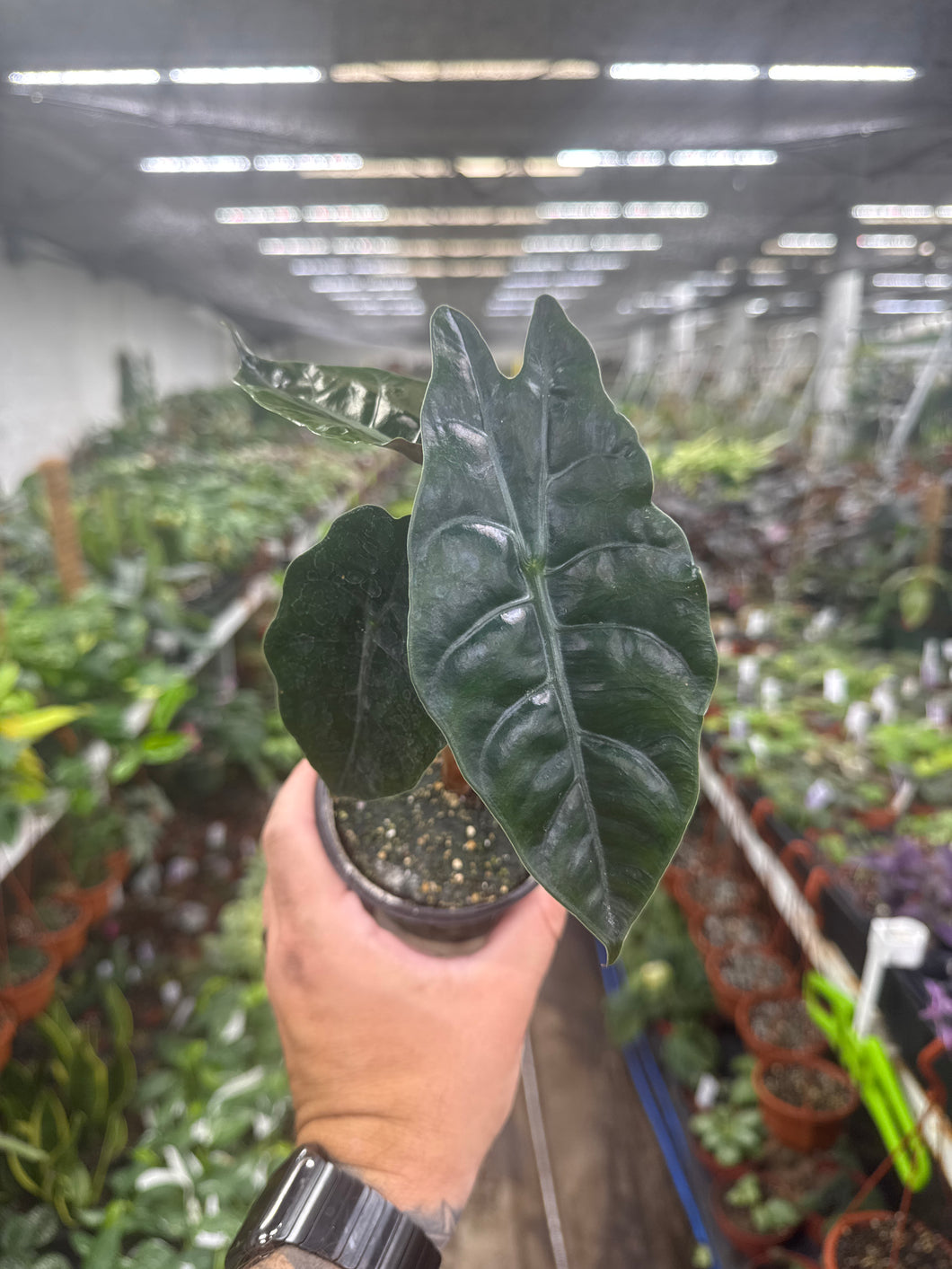 Alocasia chantrieri