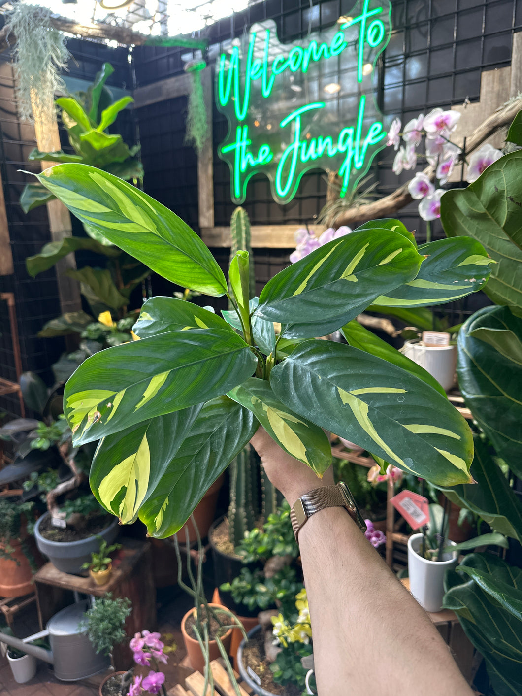 Ctenanthe lubbersiana (Calathea)
