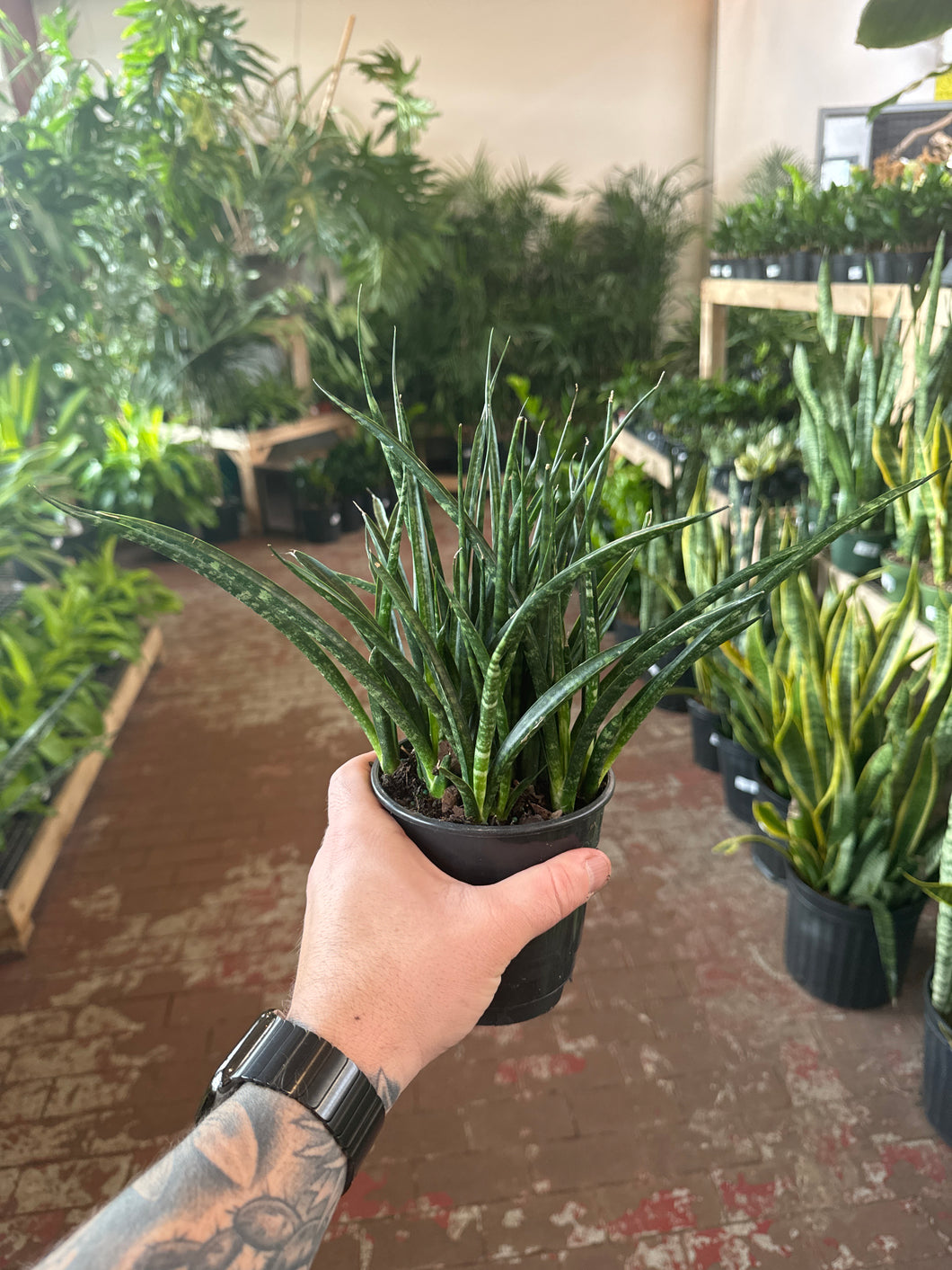 Sansevieria Fernwood Mikado
