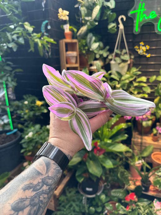 Tradescantia Nanouk