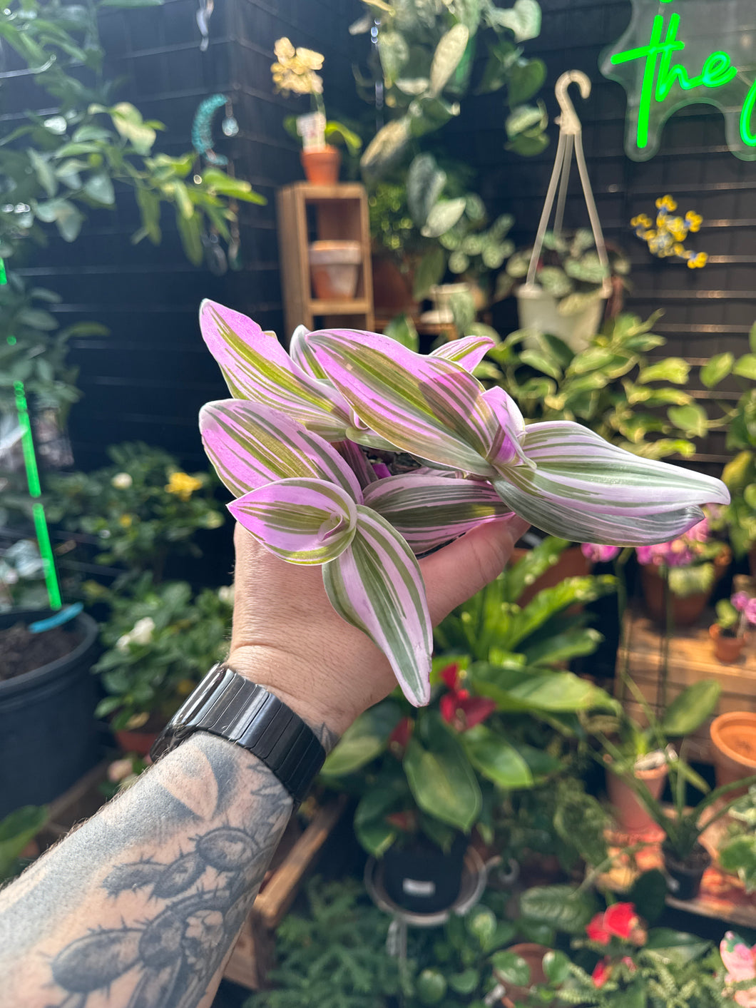 Tradescantia Nanouk
