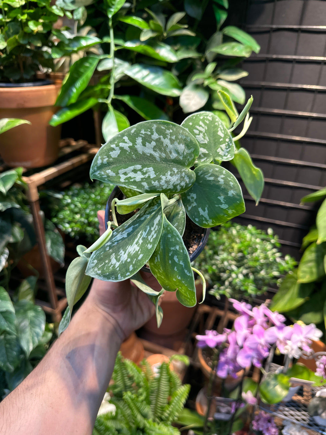 Scindapsus Pictus