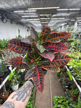 Croton 'Petra'