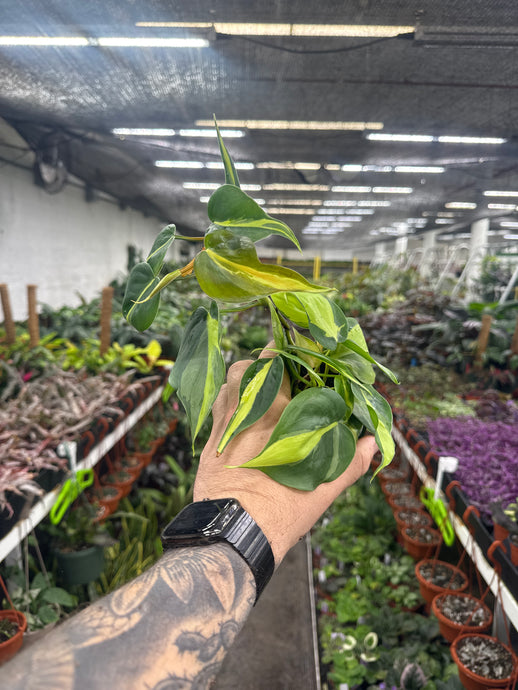 Philodendron Brasil