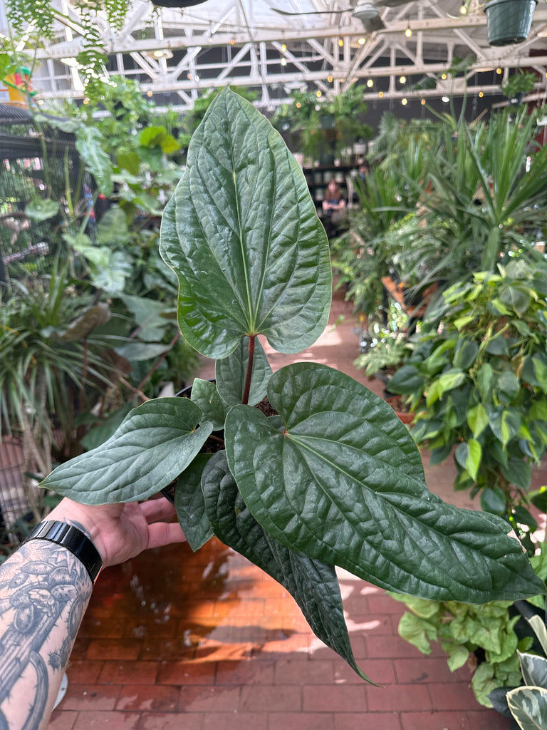 anthurium net house for sale Anthurium Radicans