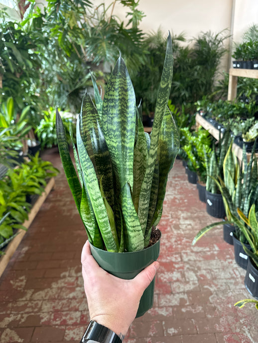 Sansevieria Zeylanica Superba