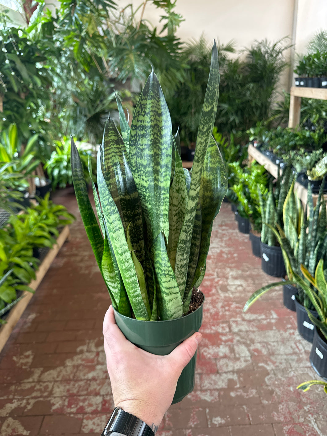 Sansevieria Zeylanica Superba