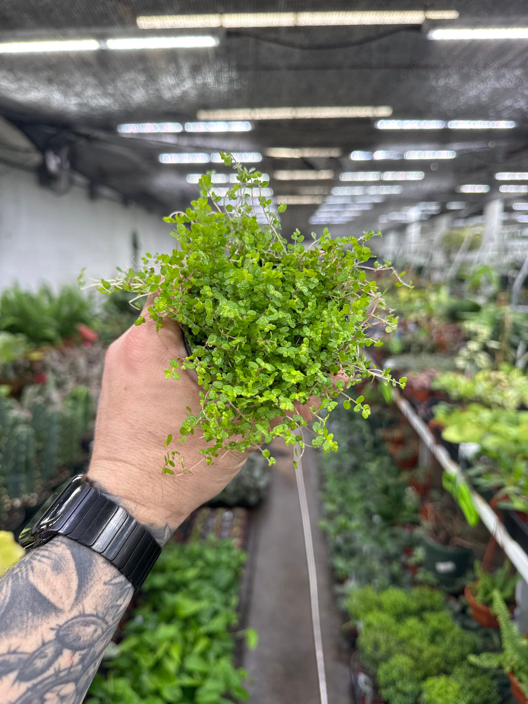 Pilea Depressa (Baby Tears)