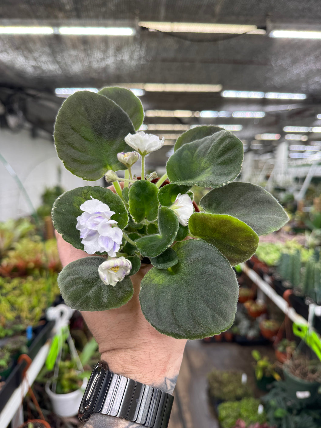 African Violet 'VaT Light in the Night'