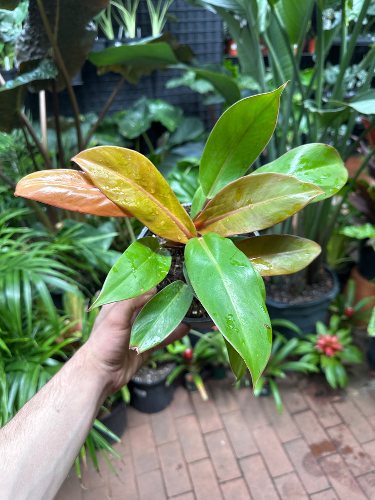jordan's philodendrons Philodendron Prince of Orange – Jordan's Jungle