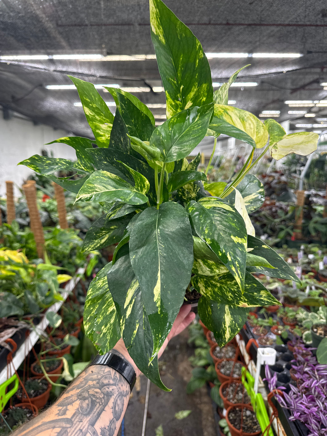 Epipremnum pinnatum 'Yellow Flame'