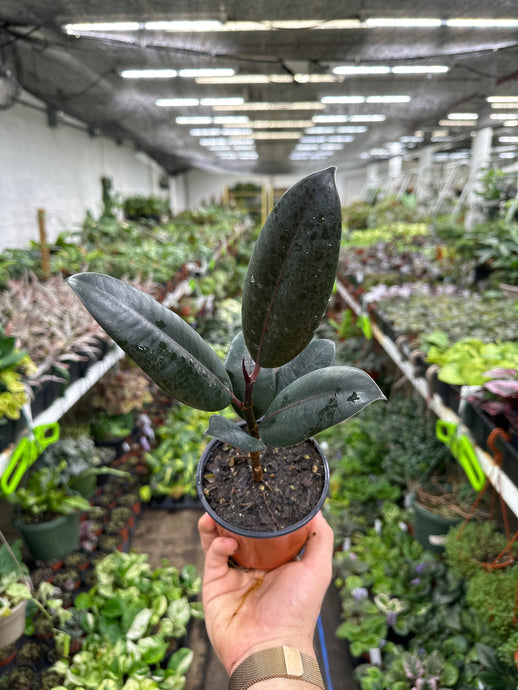 Ficus Elastica - Burgundy