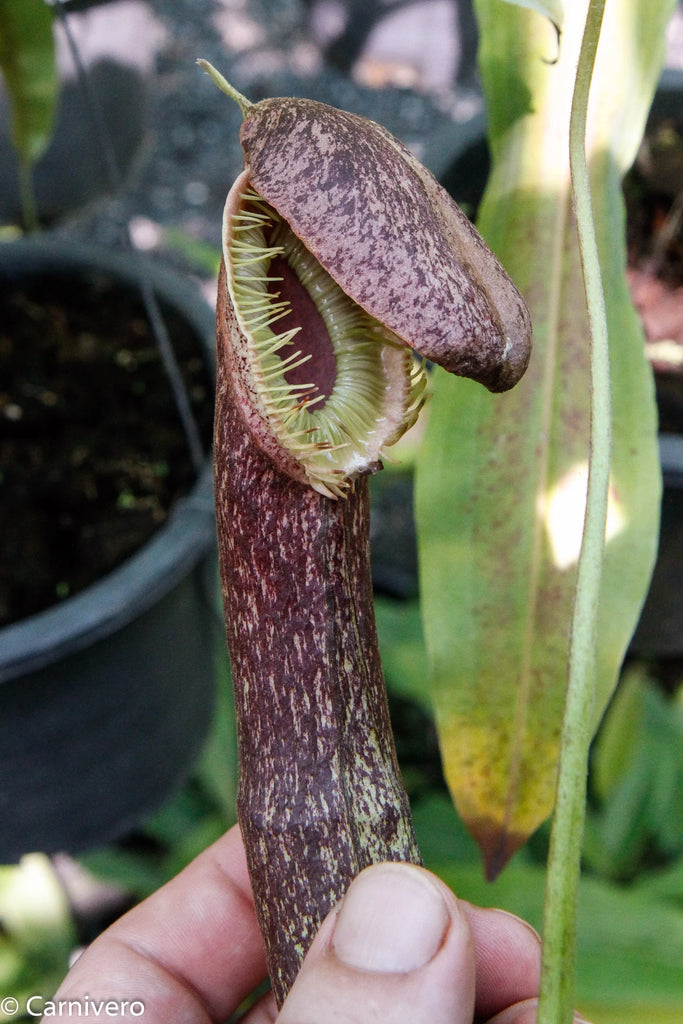 Nepenthes mirabilis var. echinostoma (Large) – Jordan's Jungle