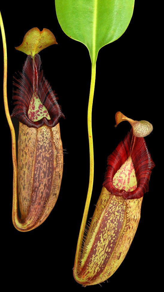 Nepenthes robcantleyi x spectabilis