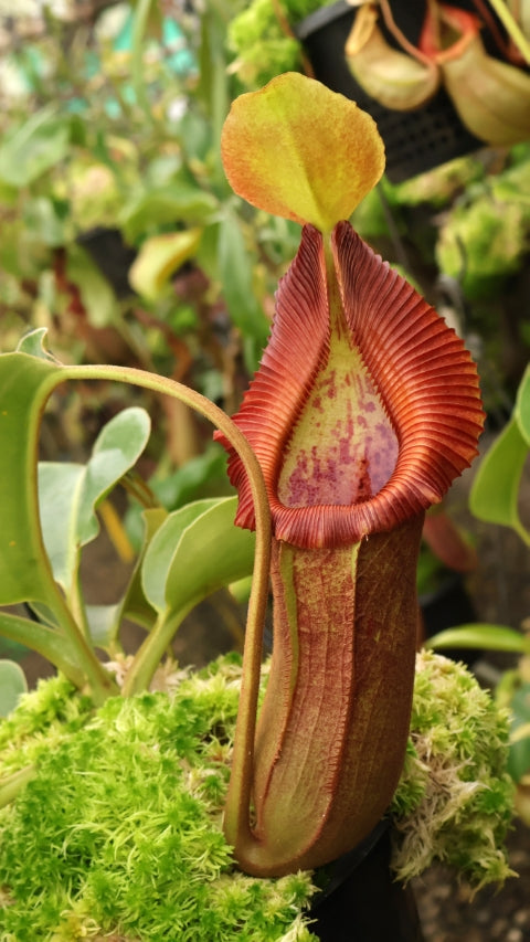 Nepenthes (lowii x macrophylla) x robcantleyi