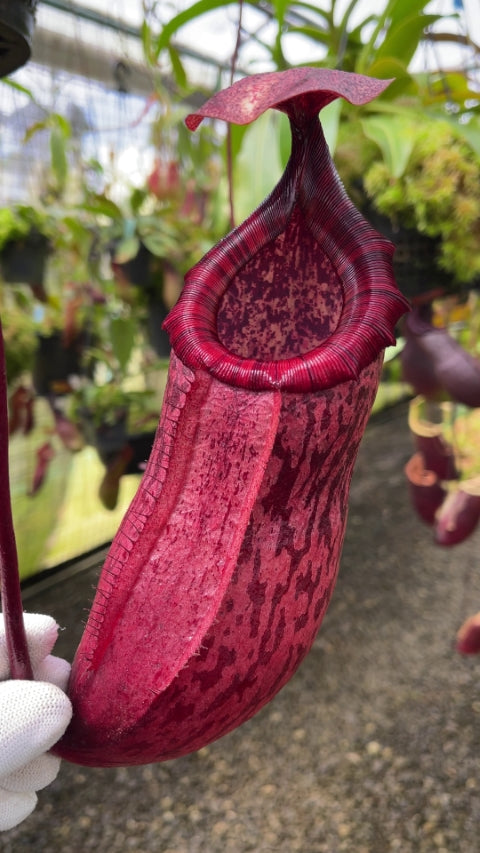 Nepenthes sibuyanensis x peltata