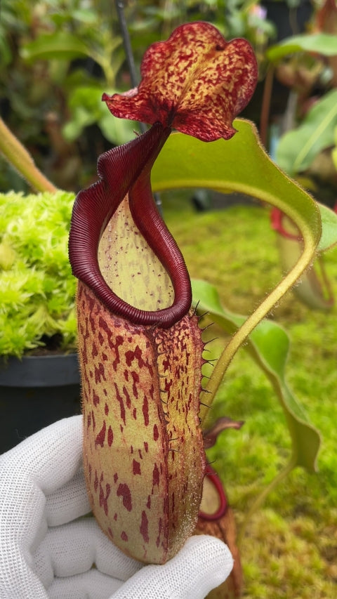 Nepenthes klossii x veitchii