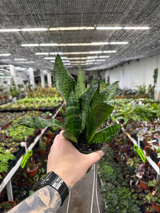 Sansevieria 'Robusta'