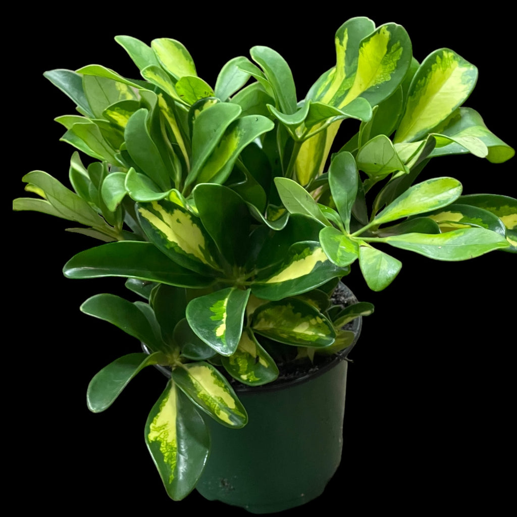 Schefflera Arboricola 