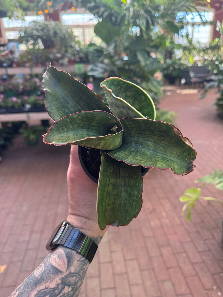 dragon wing snake plant Sansevieria 'Dragon Wing'