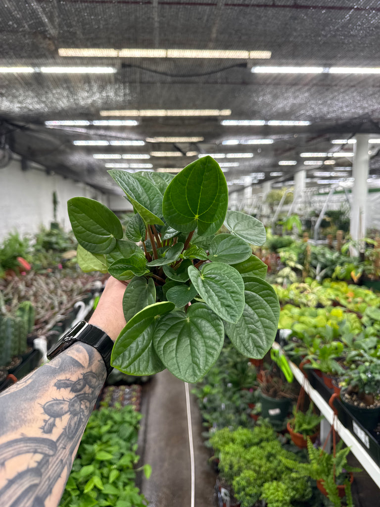 Peperomia Rana Verde – Jordan's Jungle