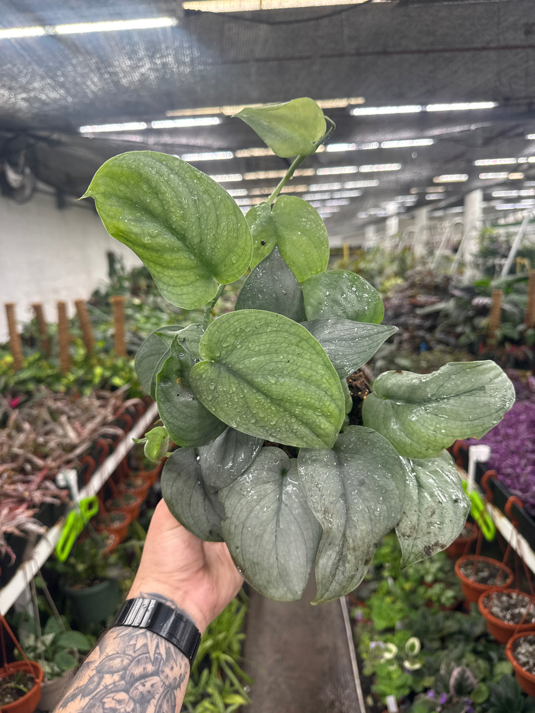 Scindapsus 'Platinum Java'
