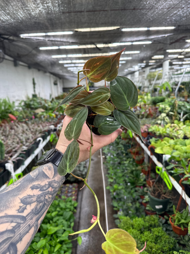Philodendron Micans – Jordan's Jungle