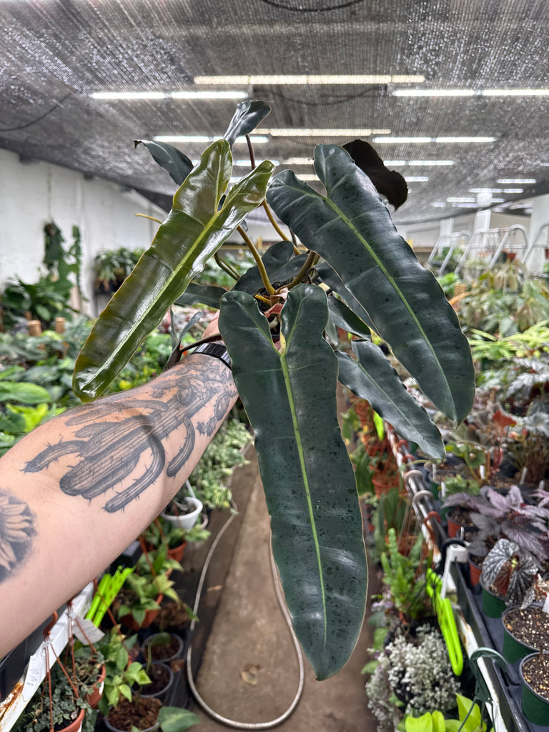philodendron black billietiae Philodendron Billietiae 'Black'