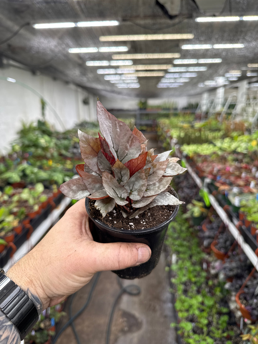 Begonia Rex ‘Silver Limbo'
