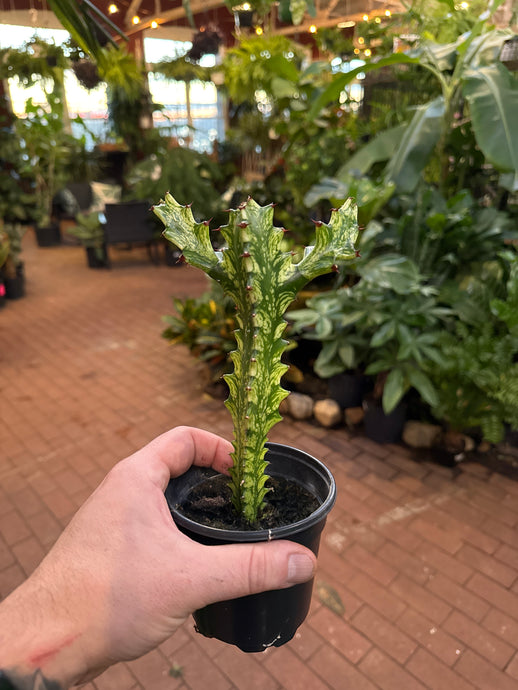 Euphorbia trigona variegata