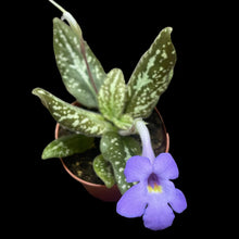 Michaelmoelleria viatnamensis
