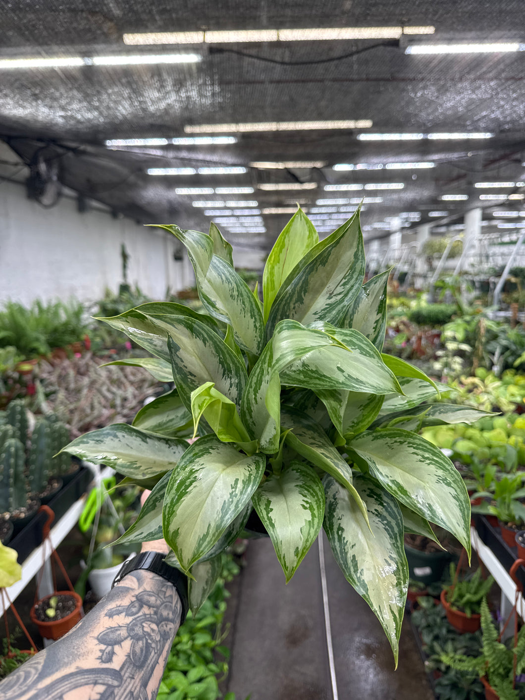 Aglaonema 'Leprechaun'