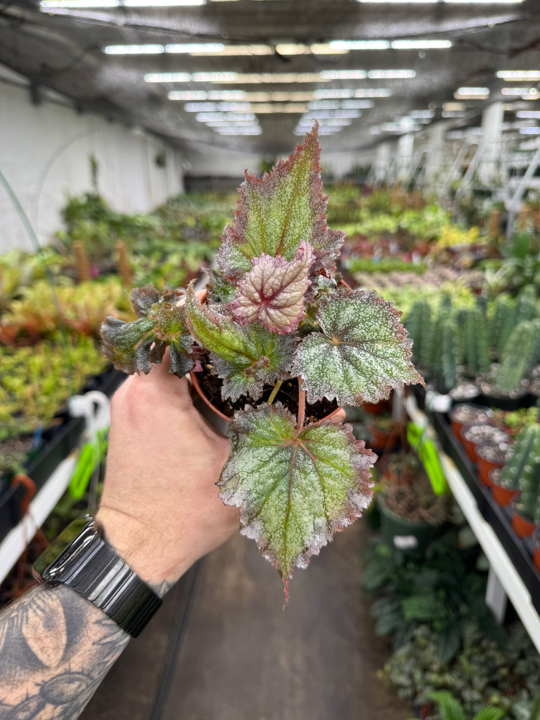 Begonia Rex 'Harmony's Daenerys'