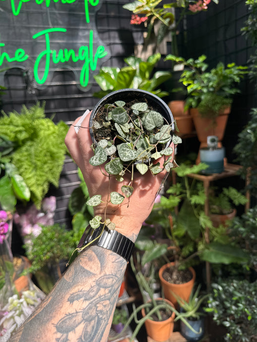 Ceropegia woodii