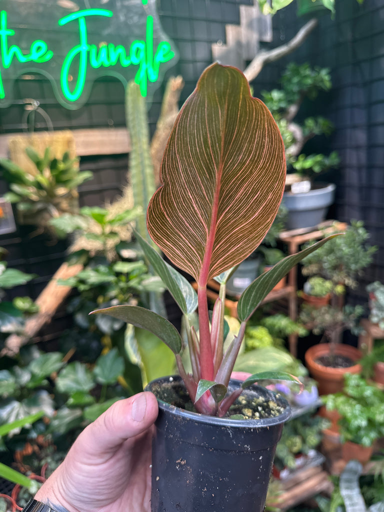 philodendron pink birkin Philodendron Birkin 'Pink' – Jordan's Jungle