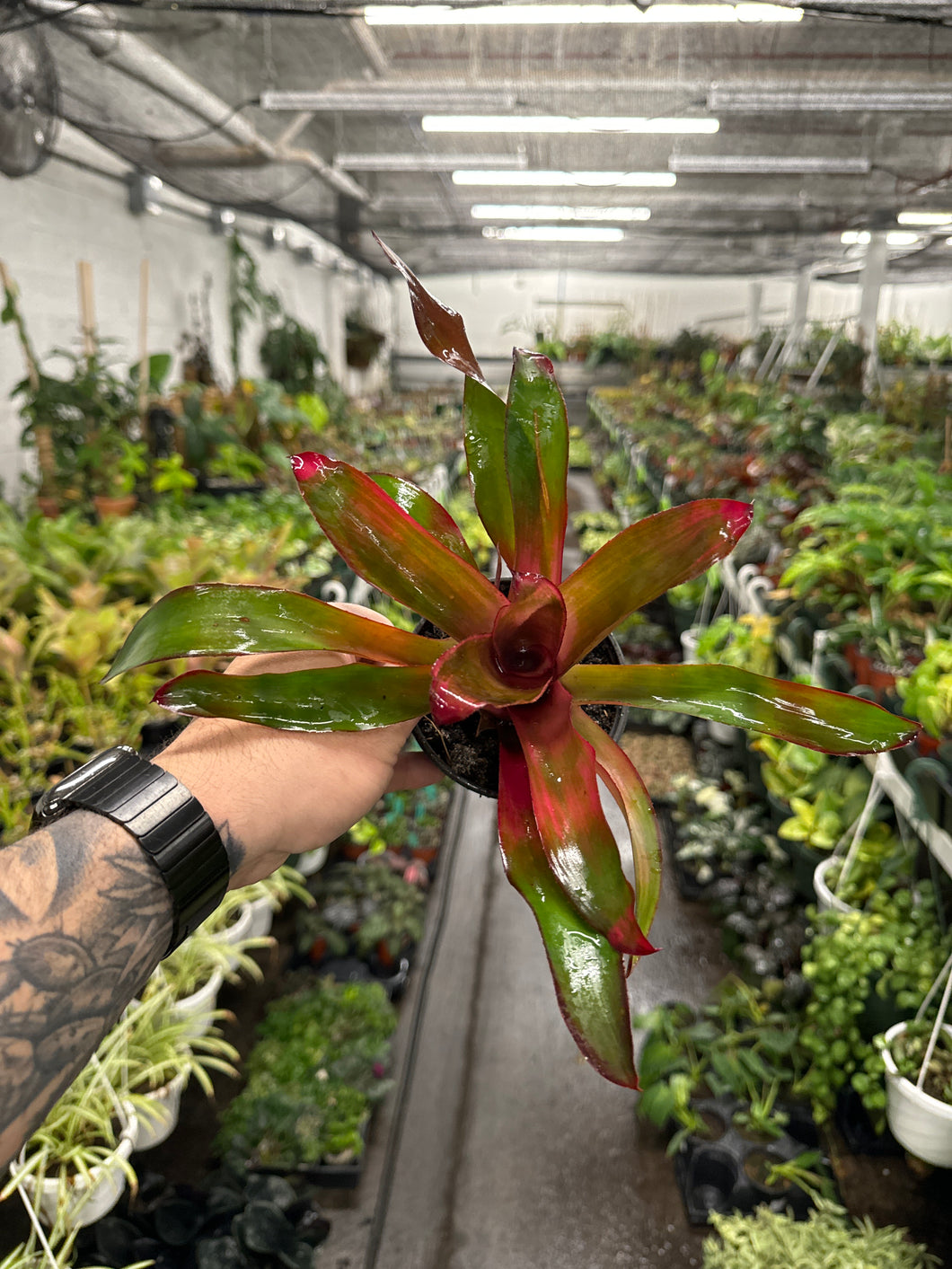Neoregelia 'Puppy Love'