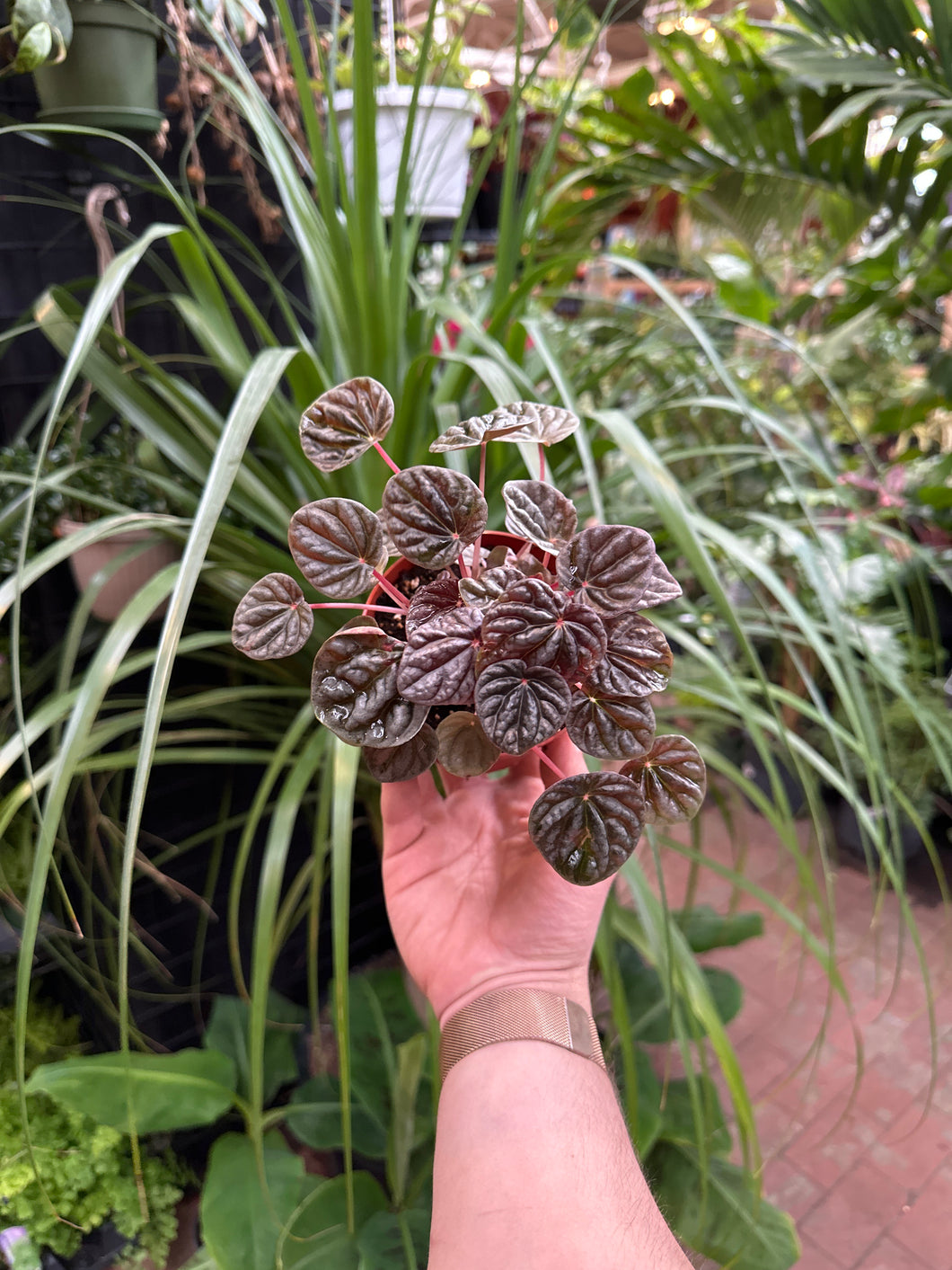 Peperomia caperata 'Red Luna'