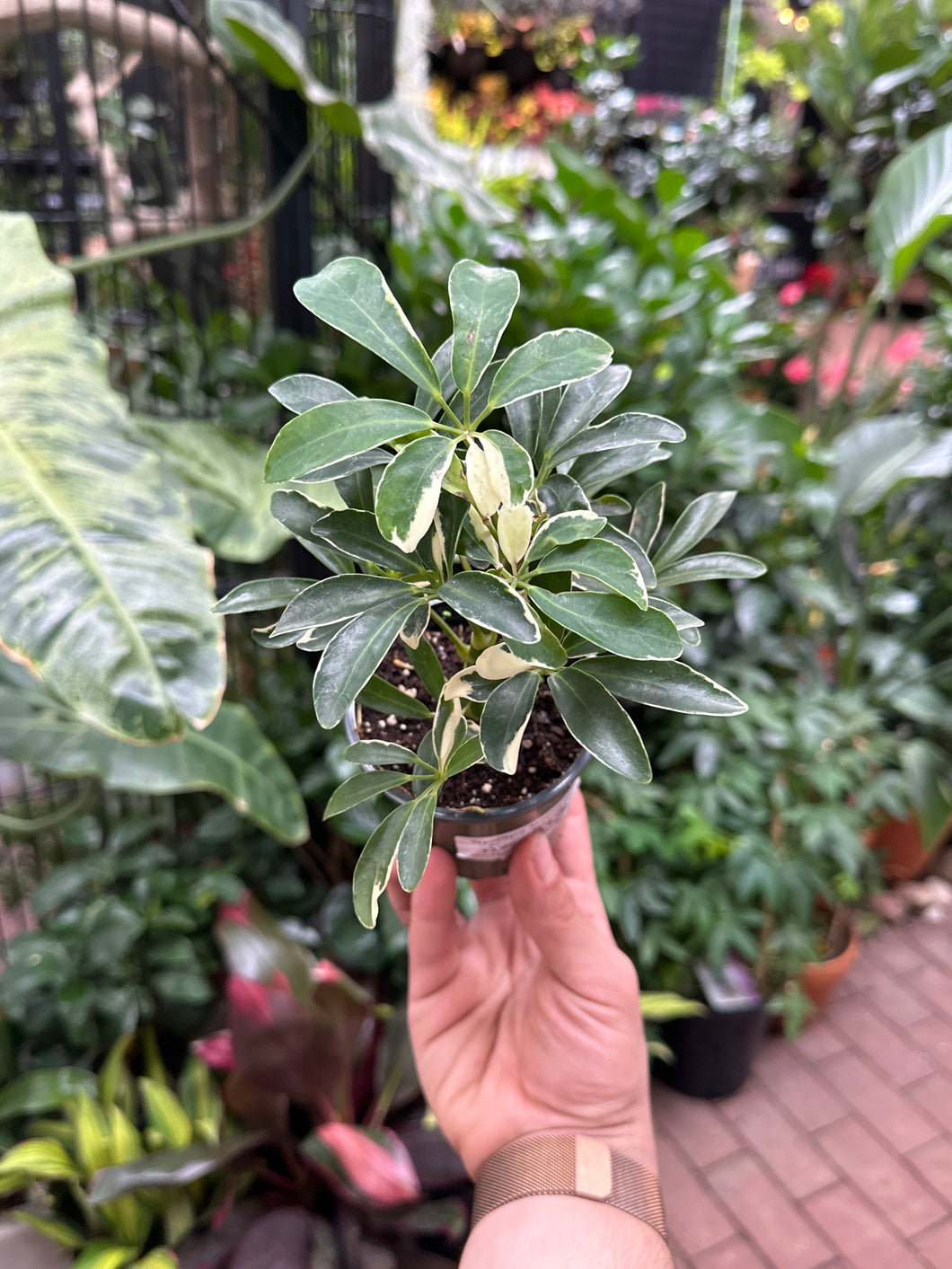 Schefflera 'Moondrop'