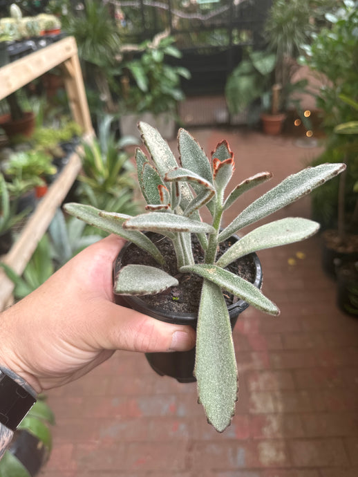 Kalancho Tomentosa