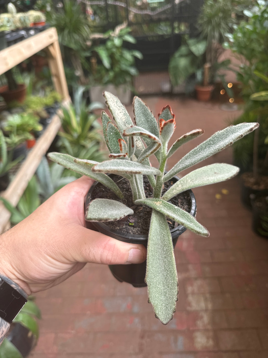 Kalancho Tomentosa