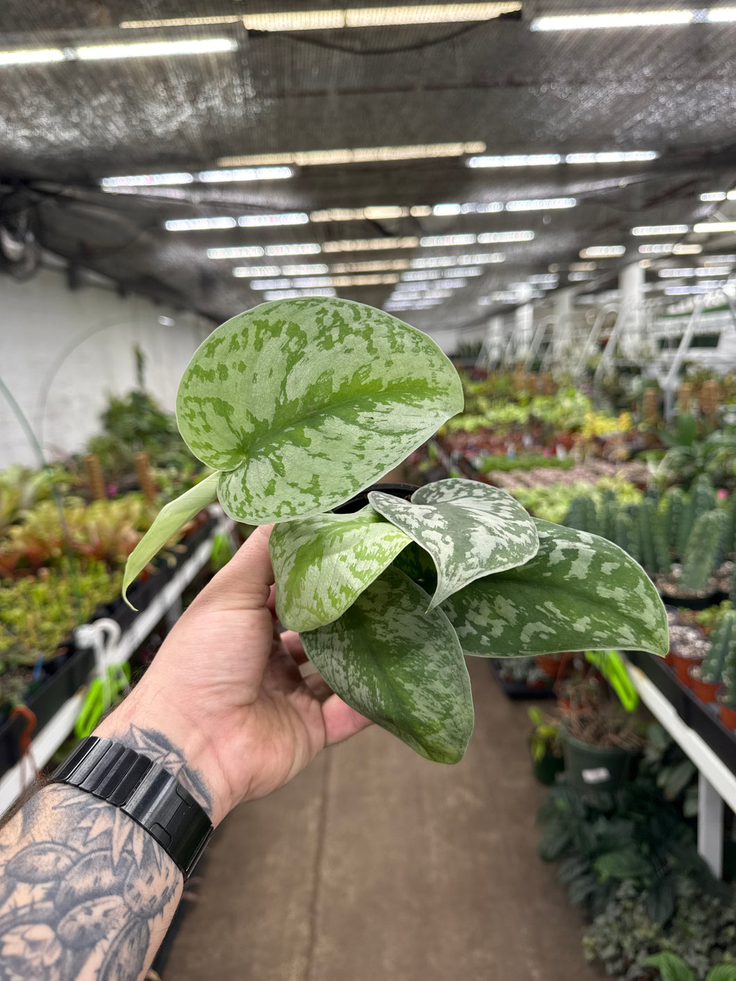 Scindapsus Exotica