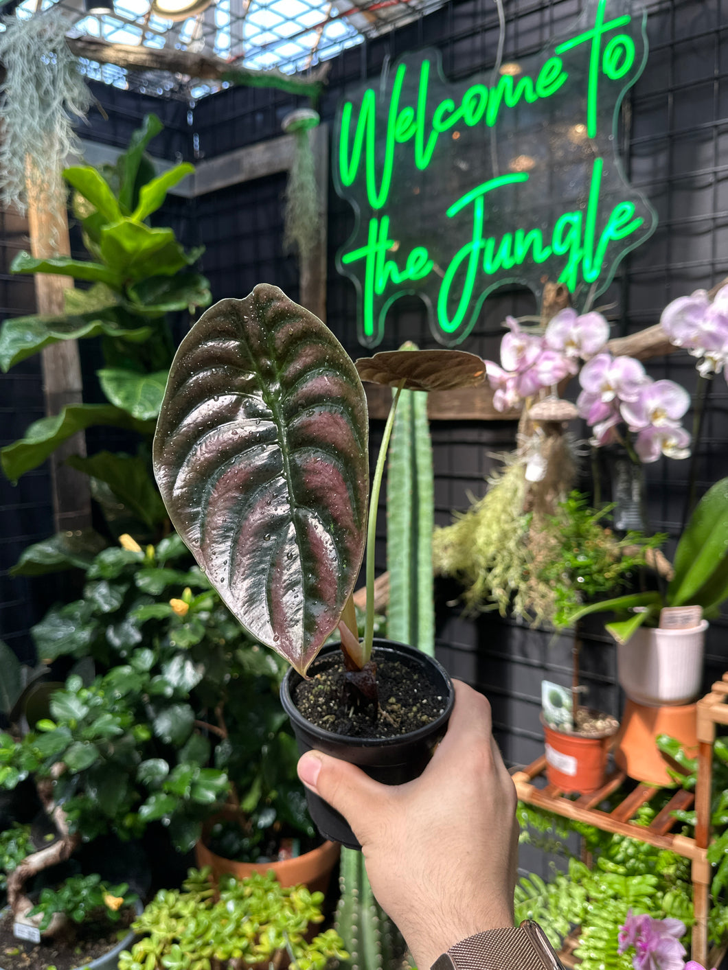 Alocasia Cuprea